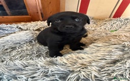 Mixed Breed dogs for sale: Labrotties - Image 1