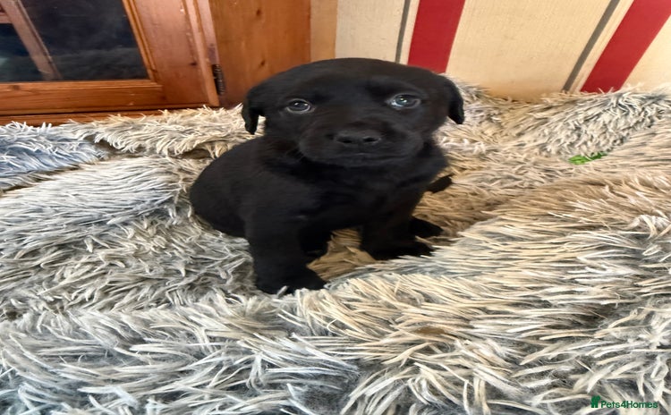 Mixed Breed dogs - Advert 1