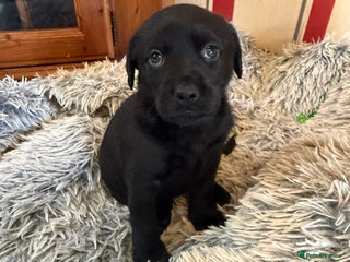Mixed Breed dogs - Advert 1