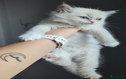 Ragdoll cats for sale: 🧁Sweet ragdolls - Image 17