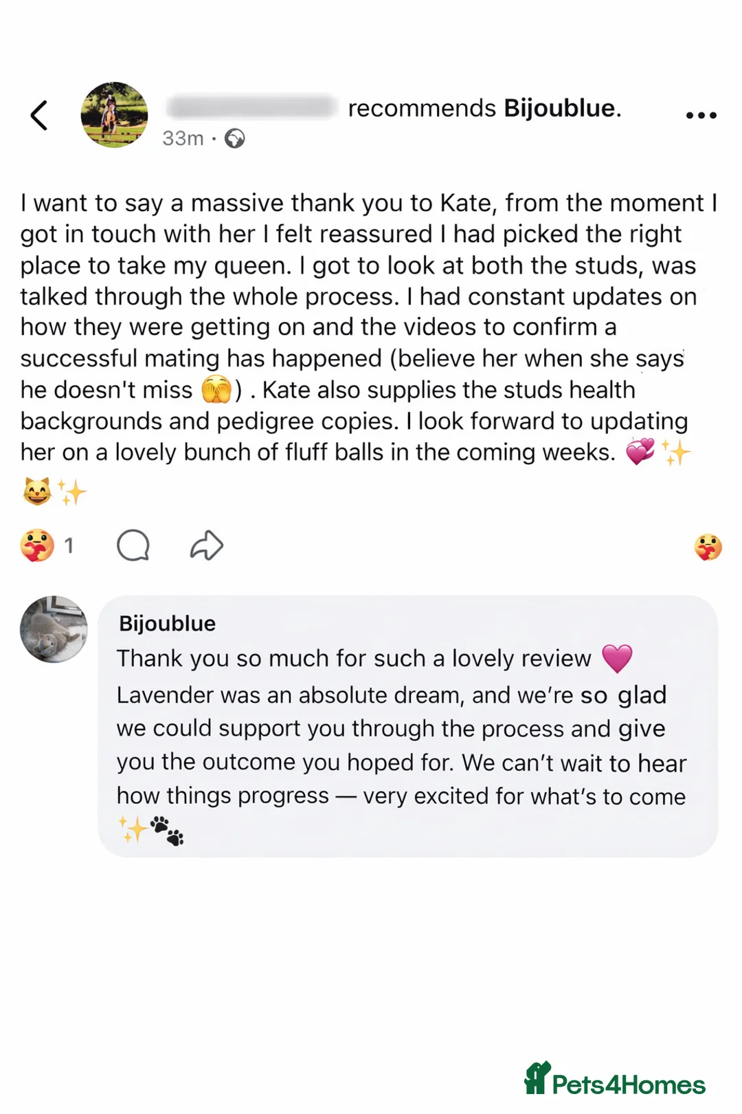 British Shorthair cats for stud: ⭐️ Two Imported Powerhouse Studs ⭐️ in London - Advert 27