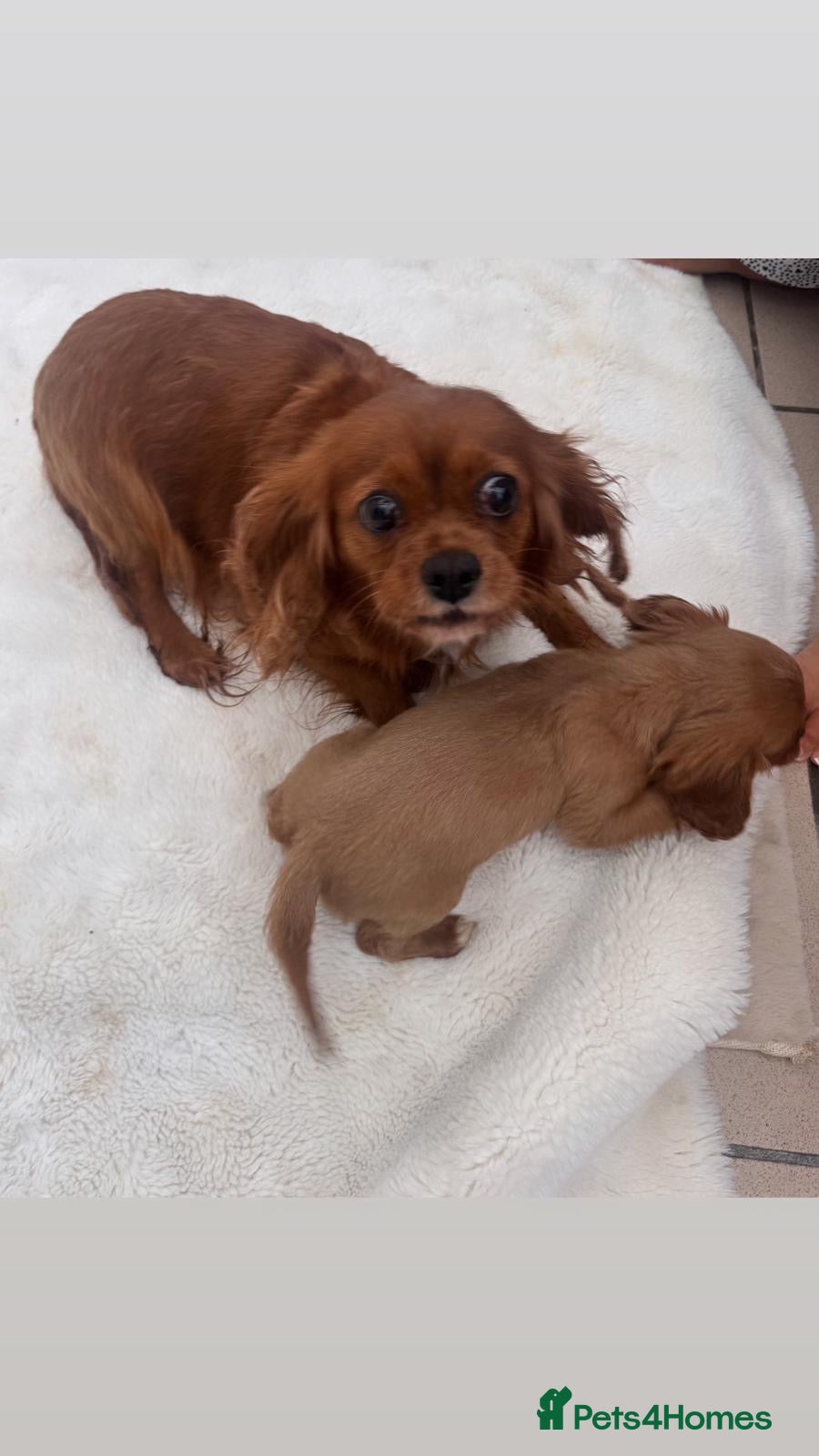Cavalier King Charles Spaniel dogs Cavalier King Charles puppy  - Advert 5