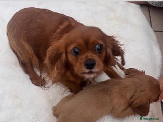 Cavalier King Charles Spaniel dogs Cavalier King Charles puppy - Advert 15