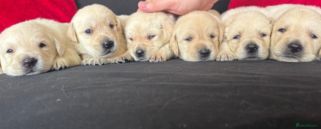 Goldador dogs for sale: Goldador puppies 3 girls - Image 11
