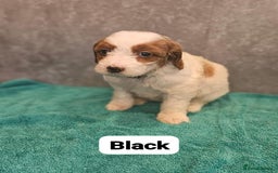 Irish Doodle dogs for sale: Irish red and white doodle puppies  - Image 7