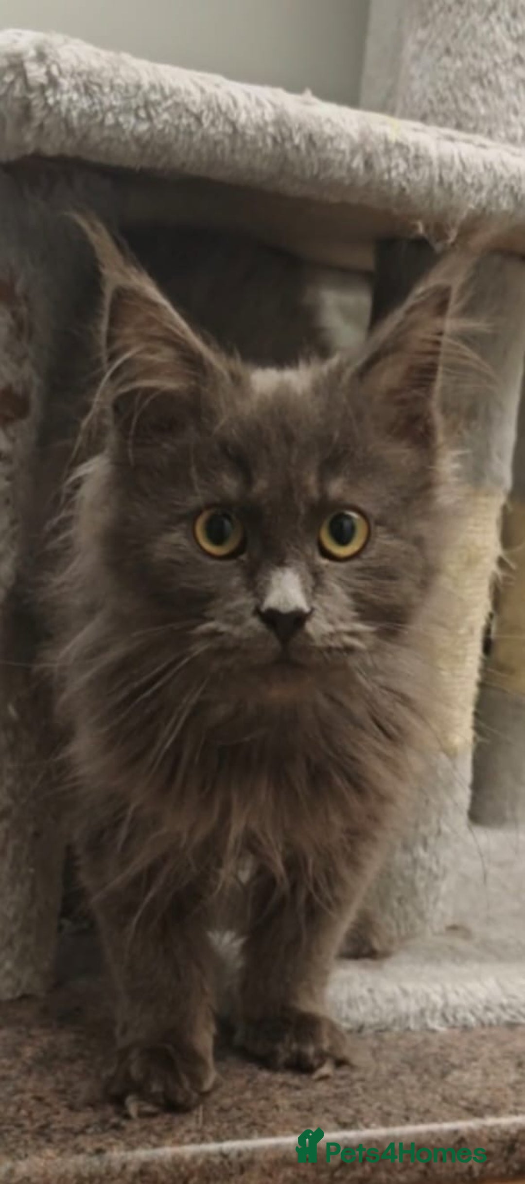 Maine Coon cats for sale: Beautiful Maine coon kittens - Advert 3