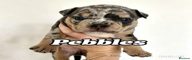 Pebbles