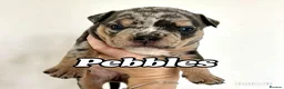 Mixed Breed dogs for sale: Exotic bullies - English bulldog x American bully - Advert 18