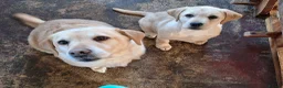 Labrador Retriever dogs for stud: KC Fully Tested Yellow Lab for Stud Only - Advert 6