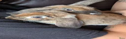 Mini Lop rabbits for sale: Mini plush lop - Advert 2