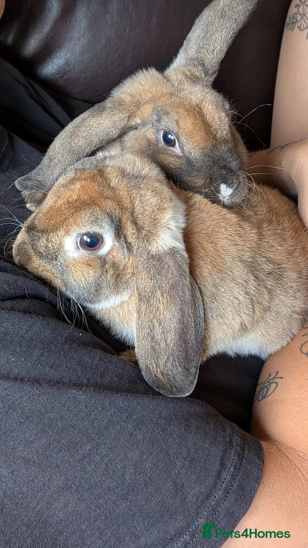 Mini Lop rabbits for sale: Mini plush lop - Advert 2
