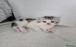 Perdoll cats for sale: Persian x ragdoll - Image 7