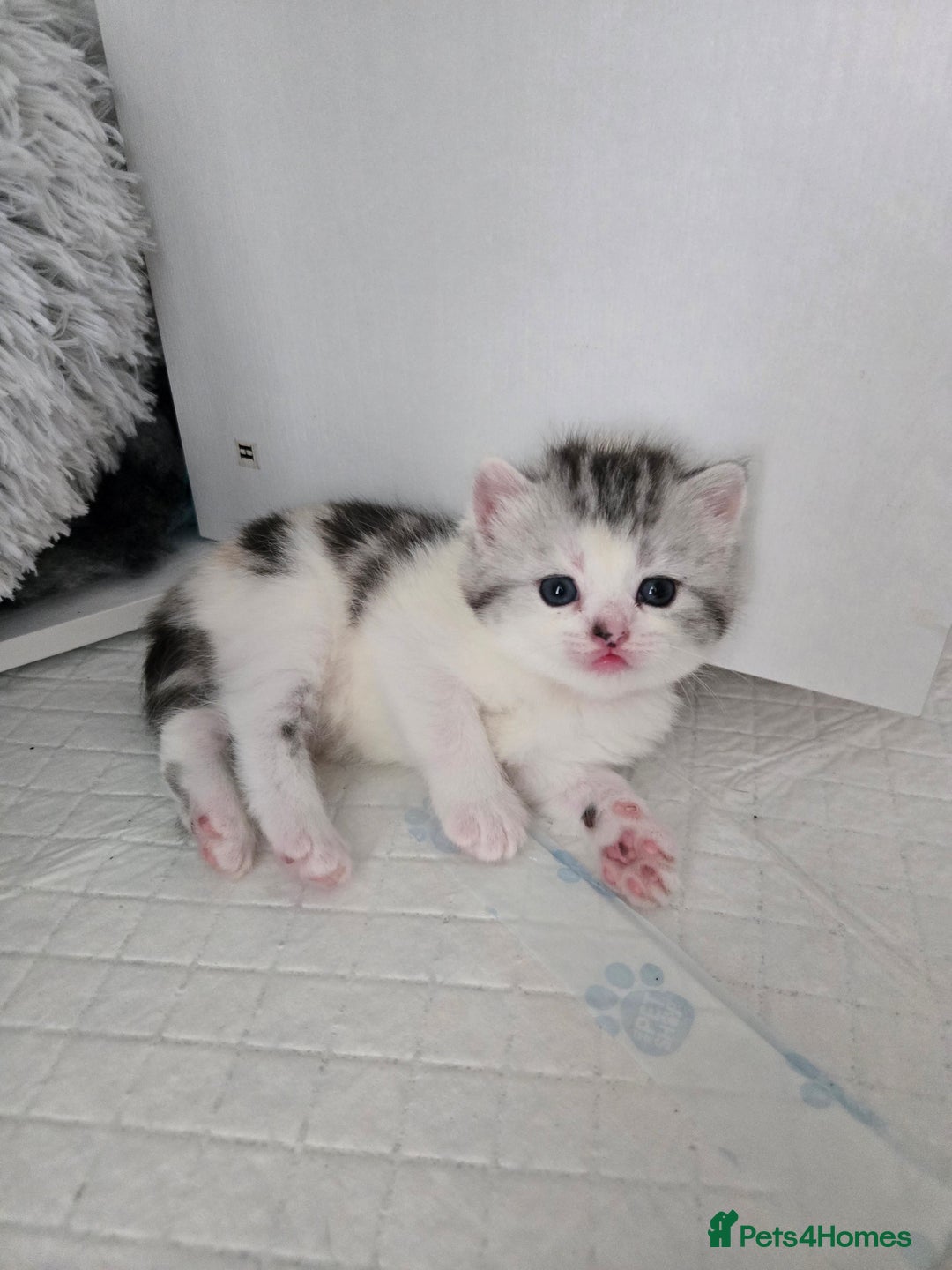 Perdoll cats for sale: Persian x ragdoll - Image 7