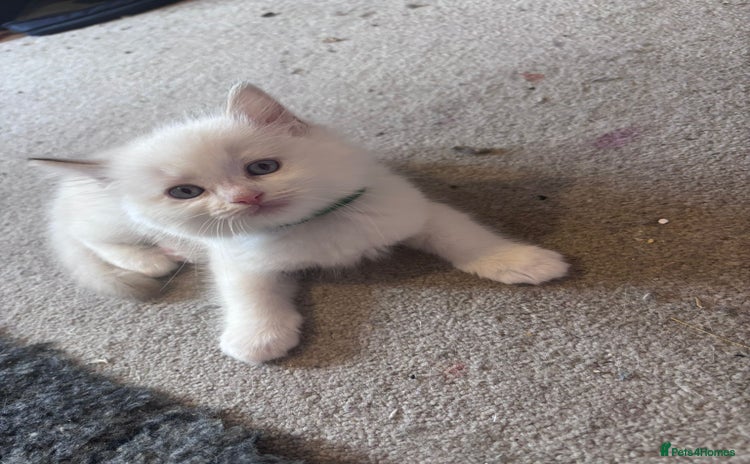 Ragdoll cats - Advert 1