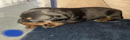 Boxweiler dogs for sale: Boxer x Rottweiler puppies  - Advert 11