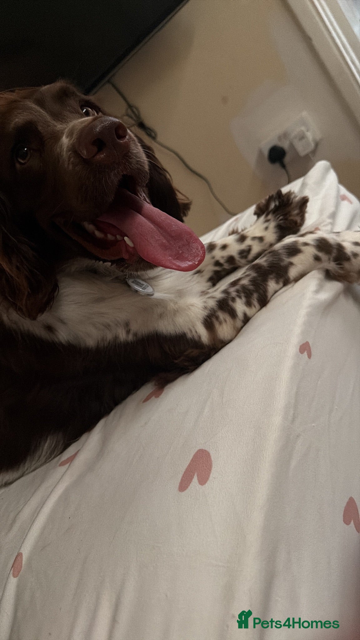 Sprocker dogs Need to rehome - Advert 9