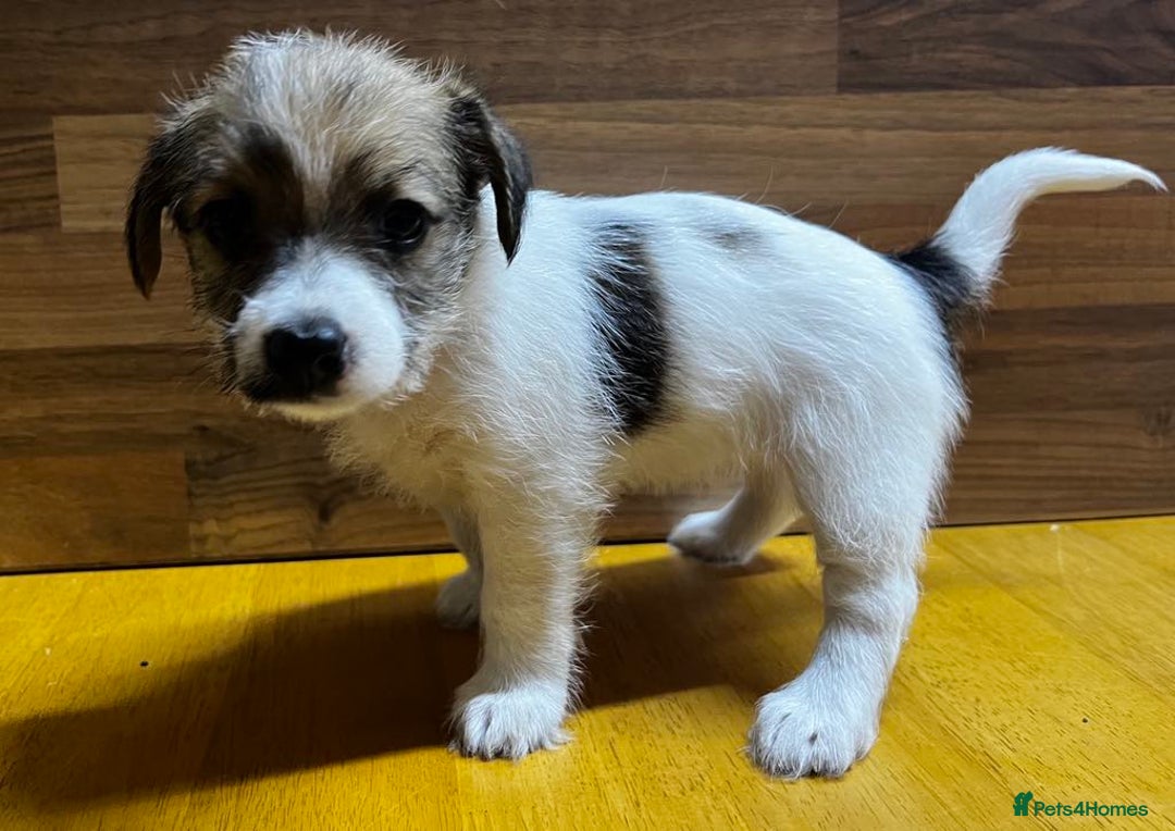 Mixed Breed dogs for sale: Jack Russell with a hint of Bichon Frise. - Image 23