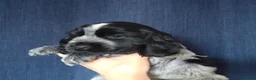 Cocker Spaniel dogs for sale: KC registered show type Cocker spaniel puppies  - Advert 17