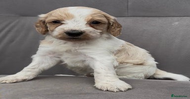 Cockapoo dogs - Advert 5
