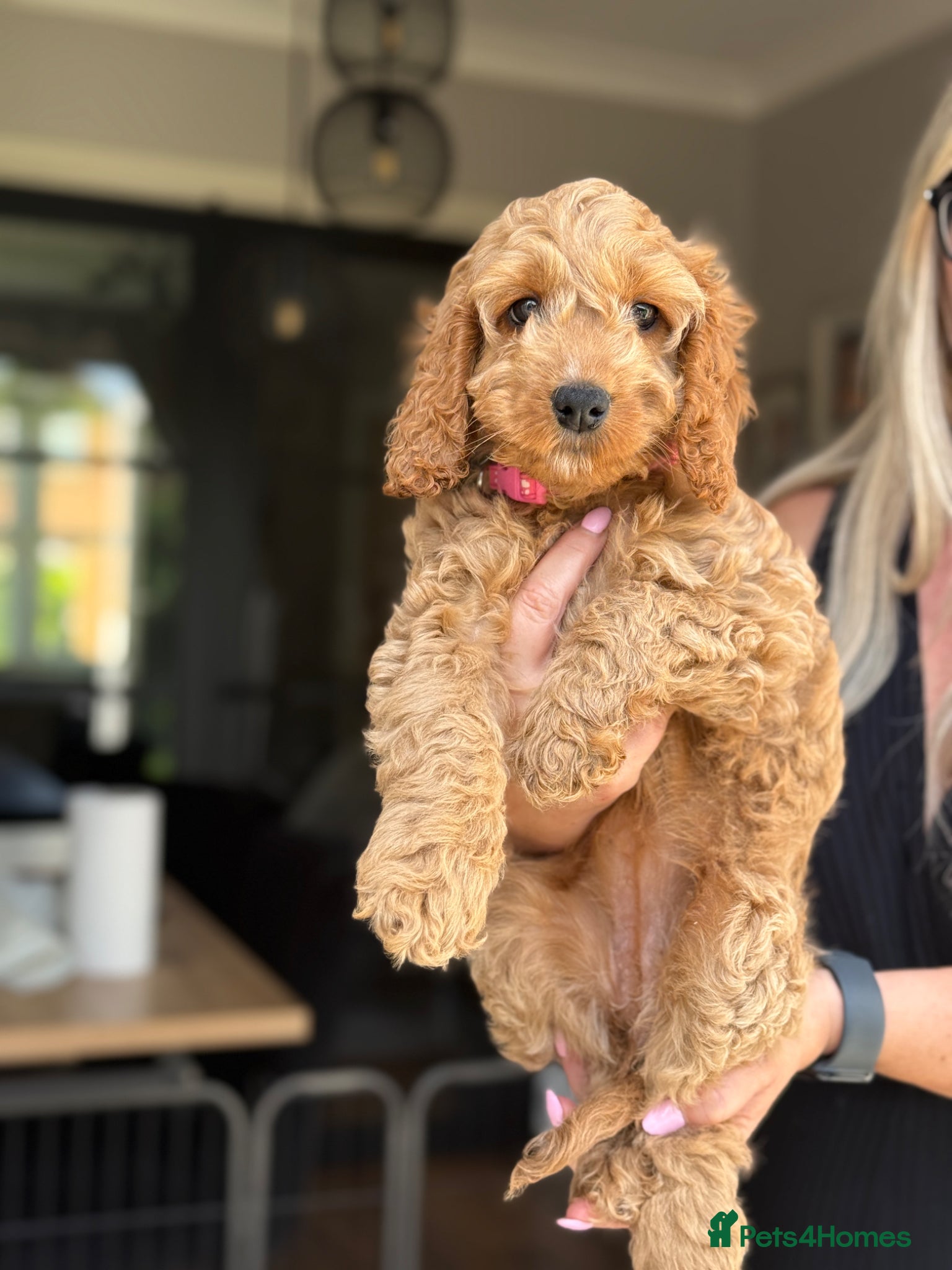 Cockapoo dogs F2 Cockapoo Puppies- READY TO LEAVE NOW! - Advert 2