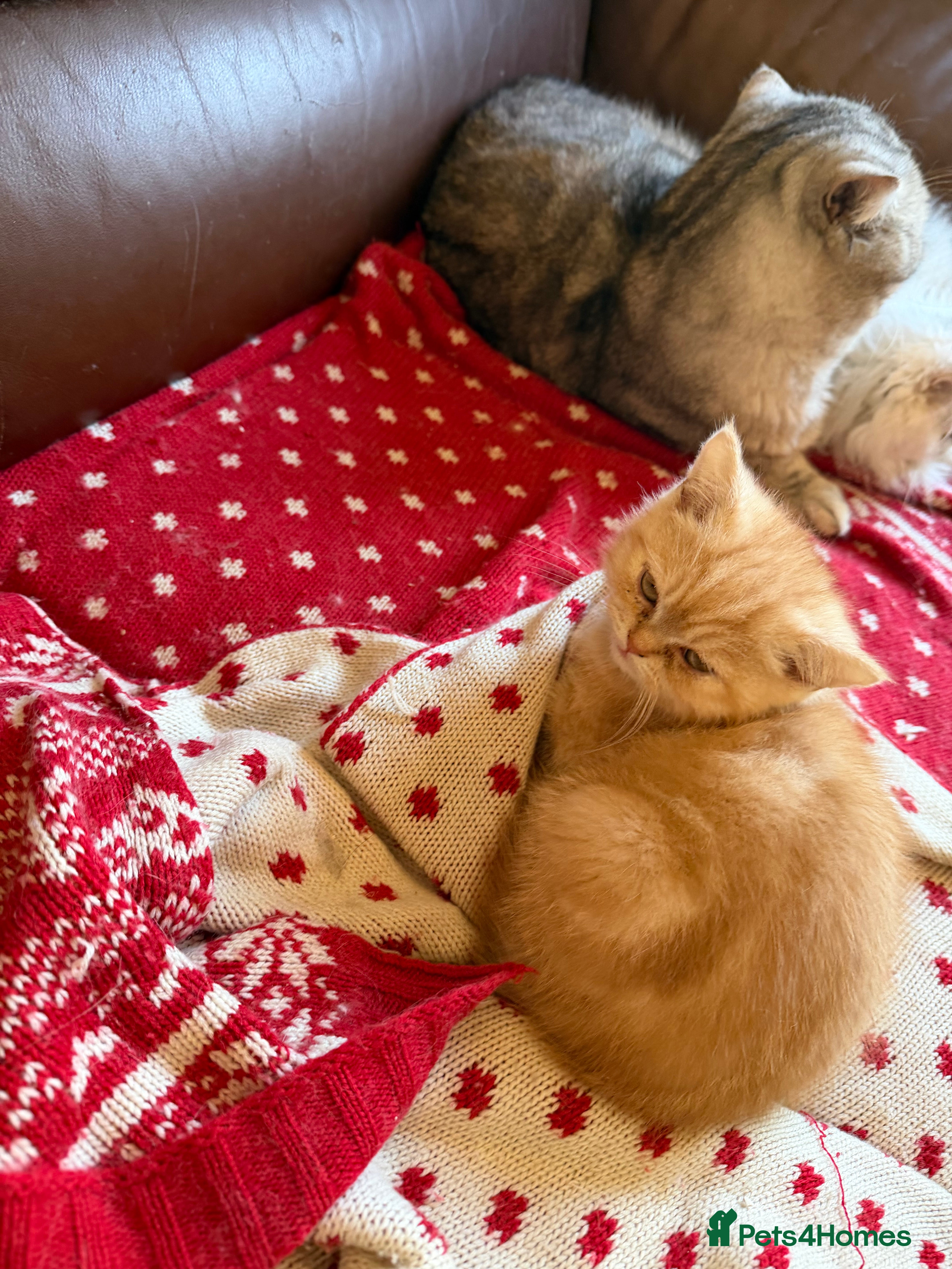 Exotic cats Beautiful exotic kittens for sale - Advert 15