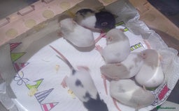 Rat rodents for sale: Adorable baby rats - Image 2