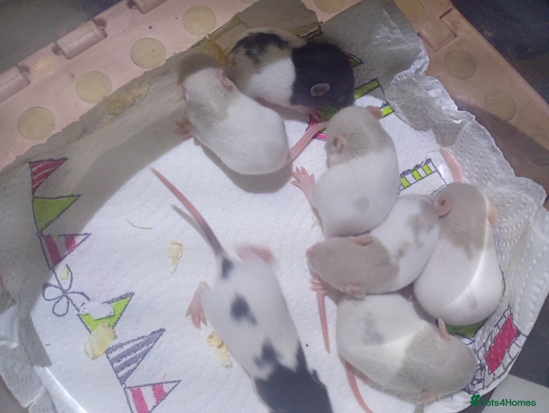 Rat rodents for sale: Adorable baby rats - Image 2