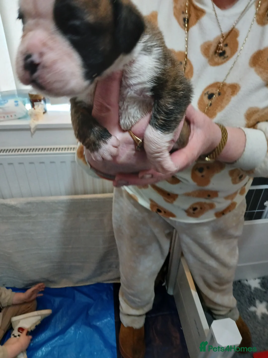 Boxer dogs for sale: champion sired boxer pups  - Advert 6