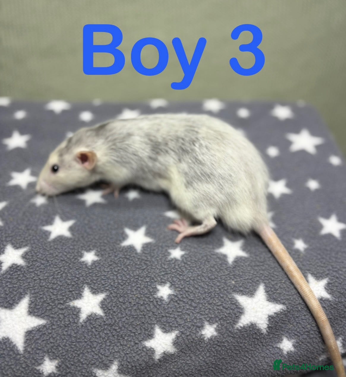 Rat rodents Super friendly baby rats  - Advert 2