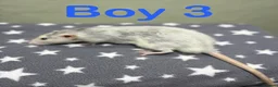 Rat rodents for sale: Super friendly baby rats  - Advert 2