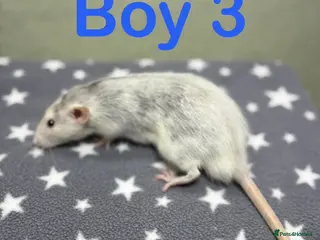 Rat rodents Super friendly baby rats - Advert 2