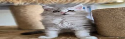 Maine Coon cats for sale: Ready now Silver with white Maine Coon kittens - Advert 6