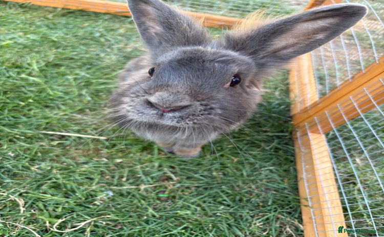 Mixed Breed rabbits - Advert 17