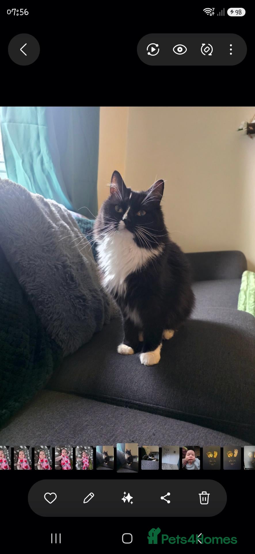 Mixed Breed cats 1 year old female ragdoll cross  - Advert 9