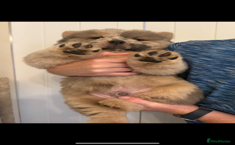 Chow Chow dogs - Advert 1