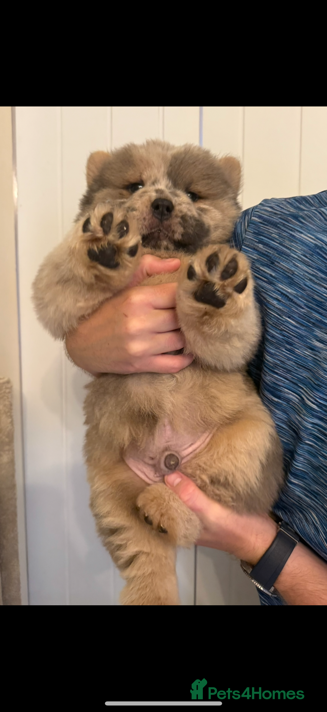 Chow Chow dogs for sale: 2 Beautiful Male Chow Chow Puppies for sale  - Image 1