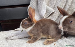 Rex rabbits for sale: stunning baby girl mini rex  - Image 11