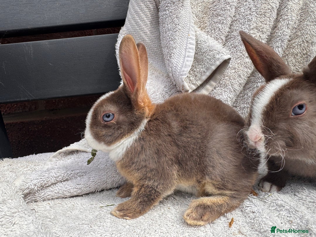 Rex rabbits for sale: stunning baby girl mini rex  - Image 11
