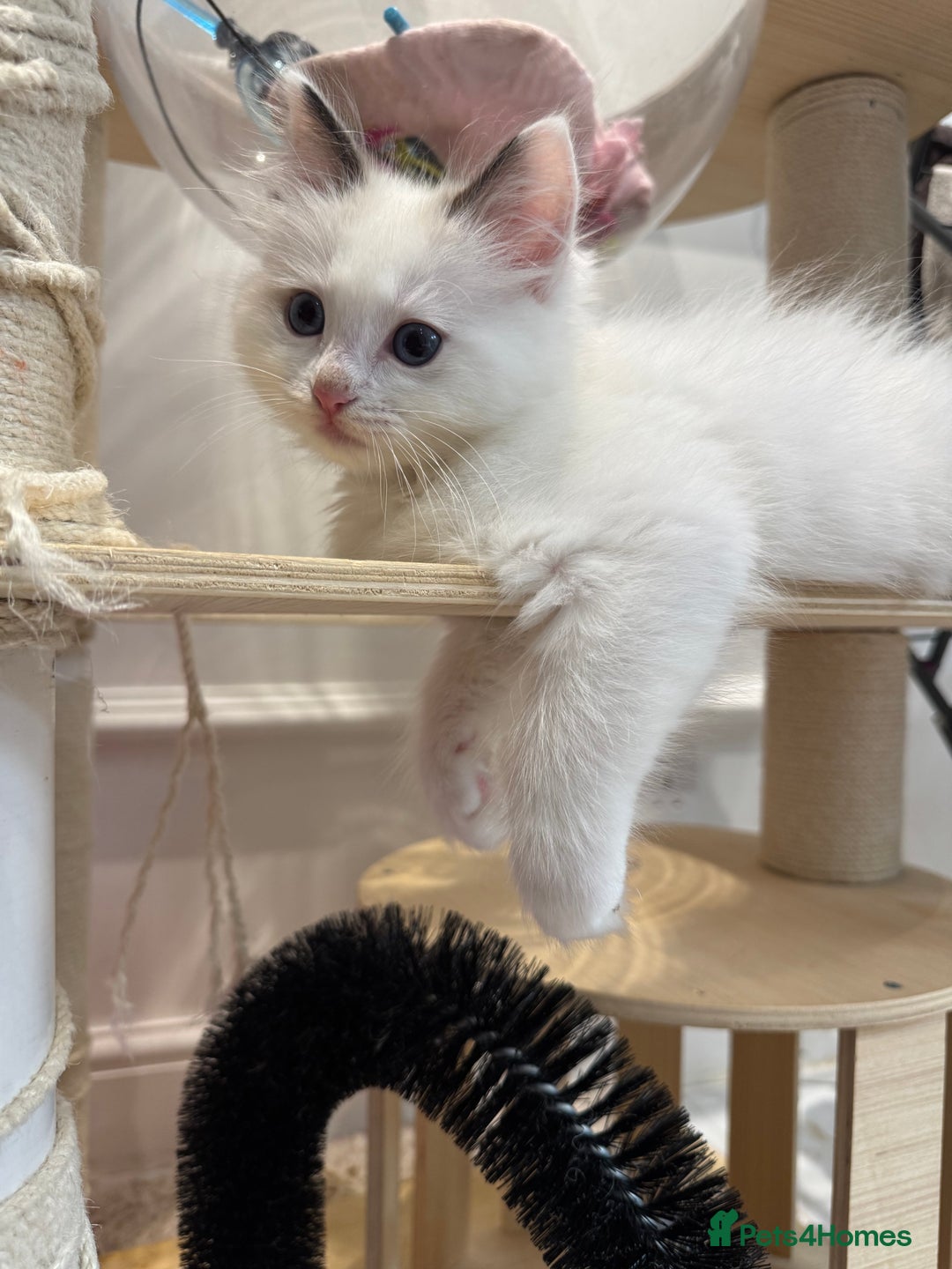 Ragdoll cats for sale: Fluffy pure Ragdoll boys looking for 5 star home  - Image 17
