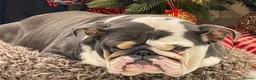 English Bulldog dogs for sale: KC registered Quality English bulldog pups - Advert 14