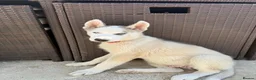 Siberian Husky dogs for sale: Siberian Huskies  - Advert 5