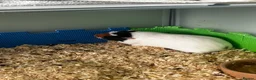 Guinea Pig rodents for sale: 3 male guinea pigs for sale - Advert 4