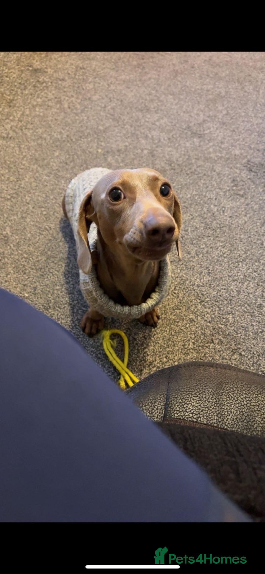 Miniature Dachshund dogs for sale: Miniature Dachshund puppies for sale     - Image 3