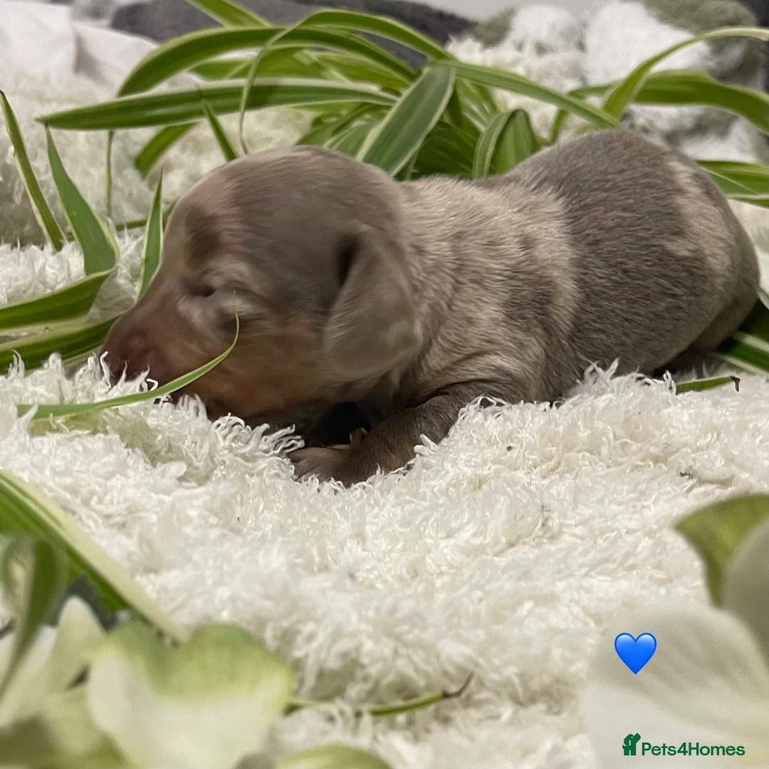 Dachshund dogs for sale: Stunning Dapple & Isabella Dachshunds  - Advert 1