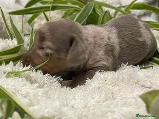 Dachshund dogs Stunning Dapple & Isabella Dachshunds - Advert 1