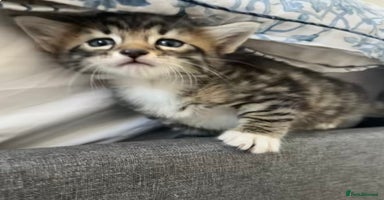 Bengal cats - Advert 3