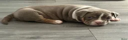 American Bully dogs for sale: ABKC champion Pocket bully - Advert 6