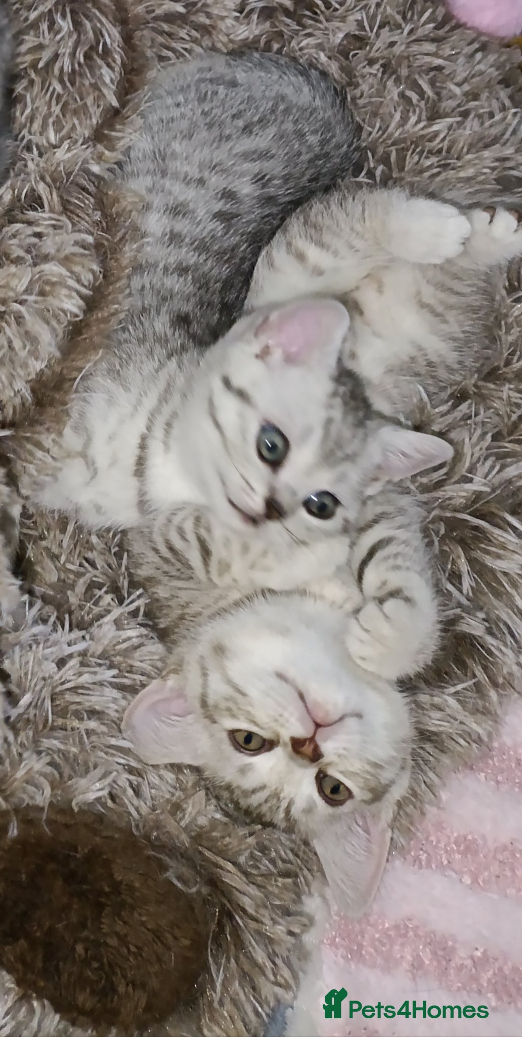 British Shorthair cats Purebred British Shorthair kittens  - Advert 17
