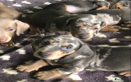 Miniature Dachshund dogs for sale: Miniature dachshund puppies  - Image 6