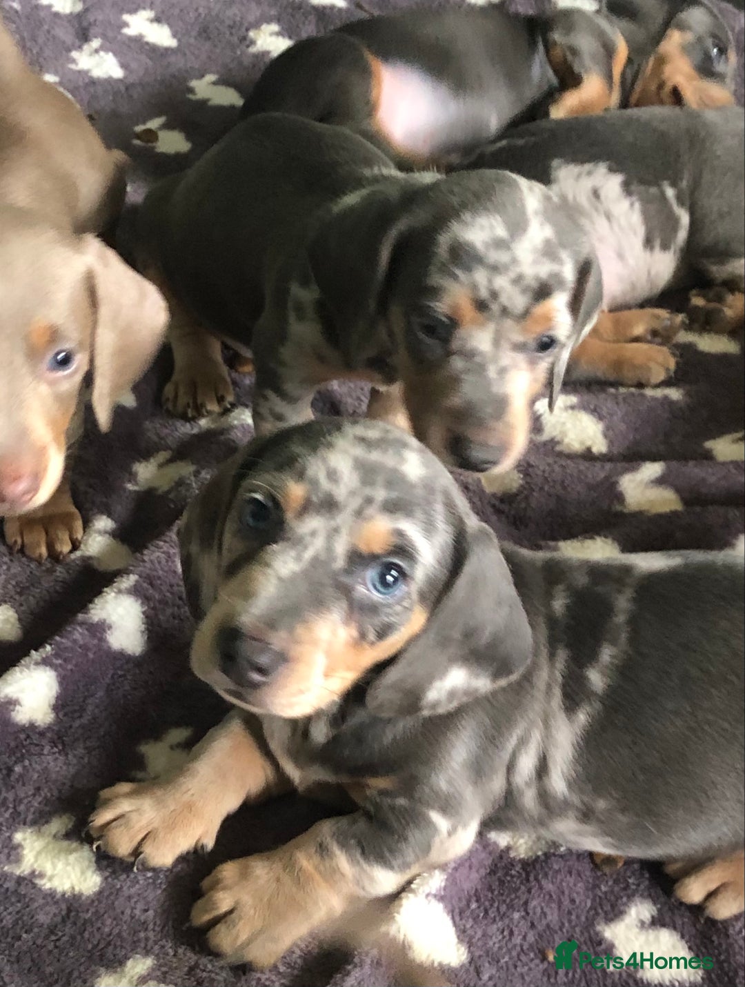 Miniature Dachshund dogs for sale: Miniature dachshund puppies  - Image 6